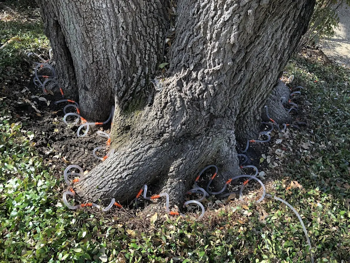 Detailed Tree Cabling and Bracing job site in Accord